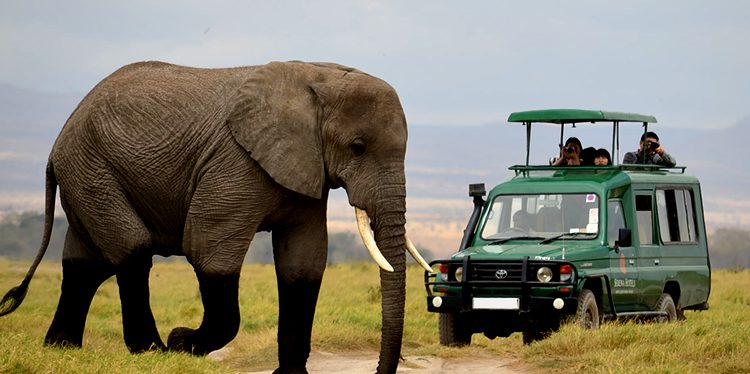Game Driving Safari